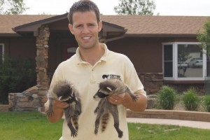 David w raccoon babies