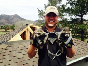 Ross w raccoon babies